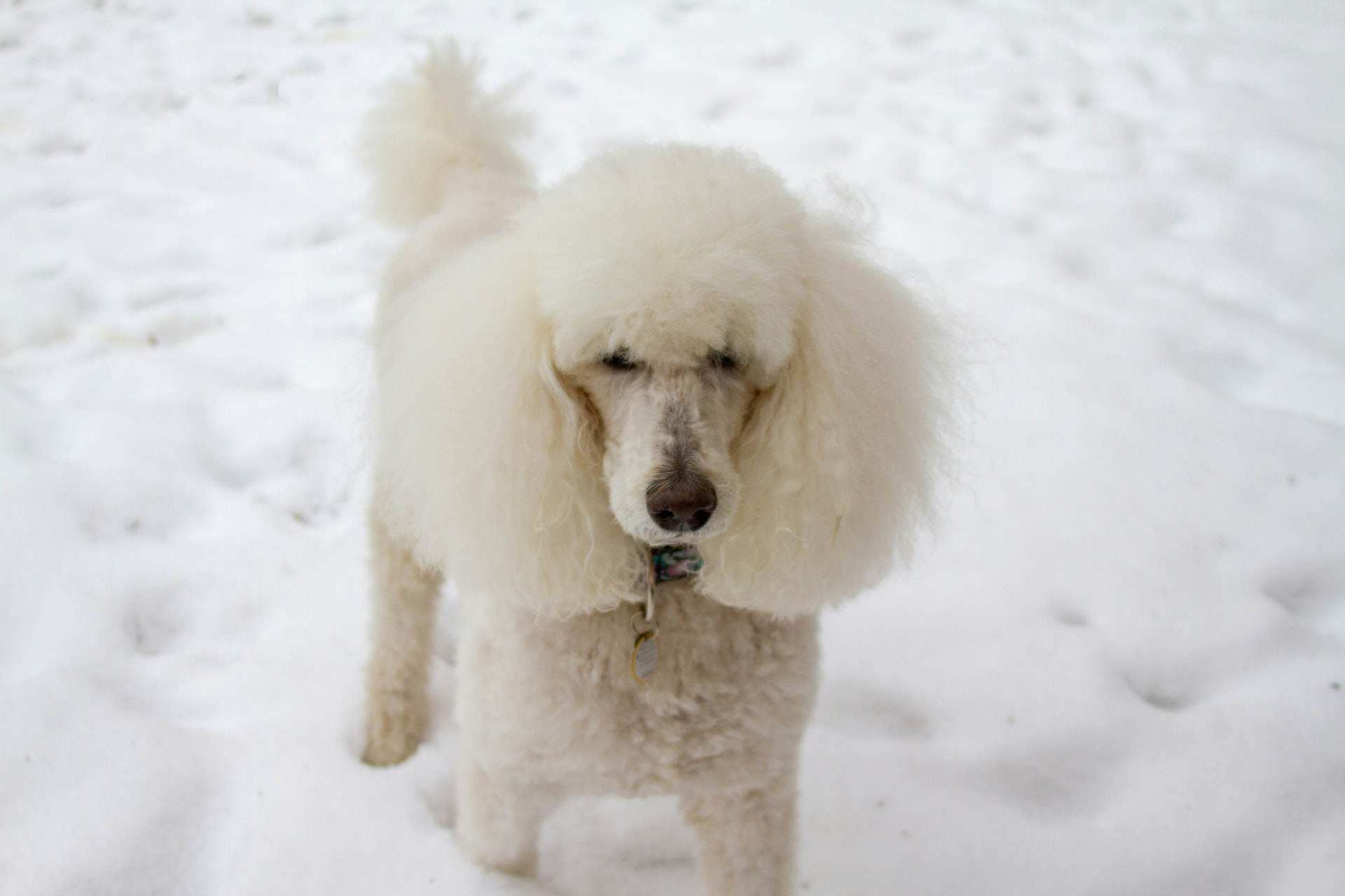 A white Standard Poodle standing in fresh snow — Standard Poodle, cushing's disease coverage guide