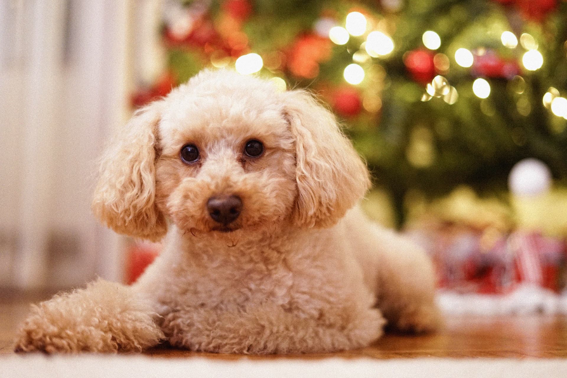 A cream Toy Poodle lying on the floor beside a lit holiday tree — illustrating Pumpkin vs. Fetch for Poodles