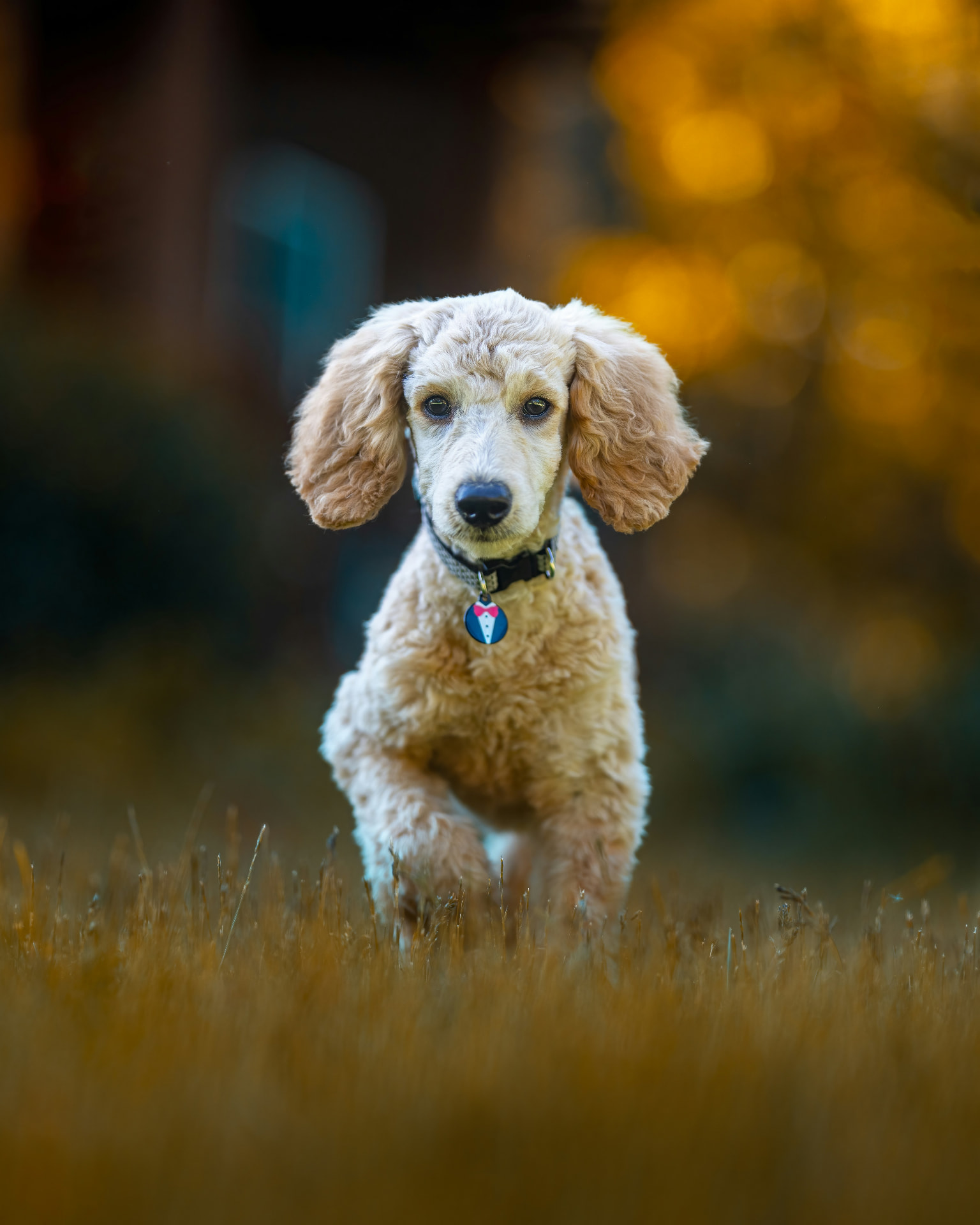 An apricot Standard Poodle running through an autumn field — Standard Poodle, epilepsy coverage guide