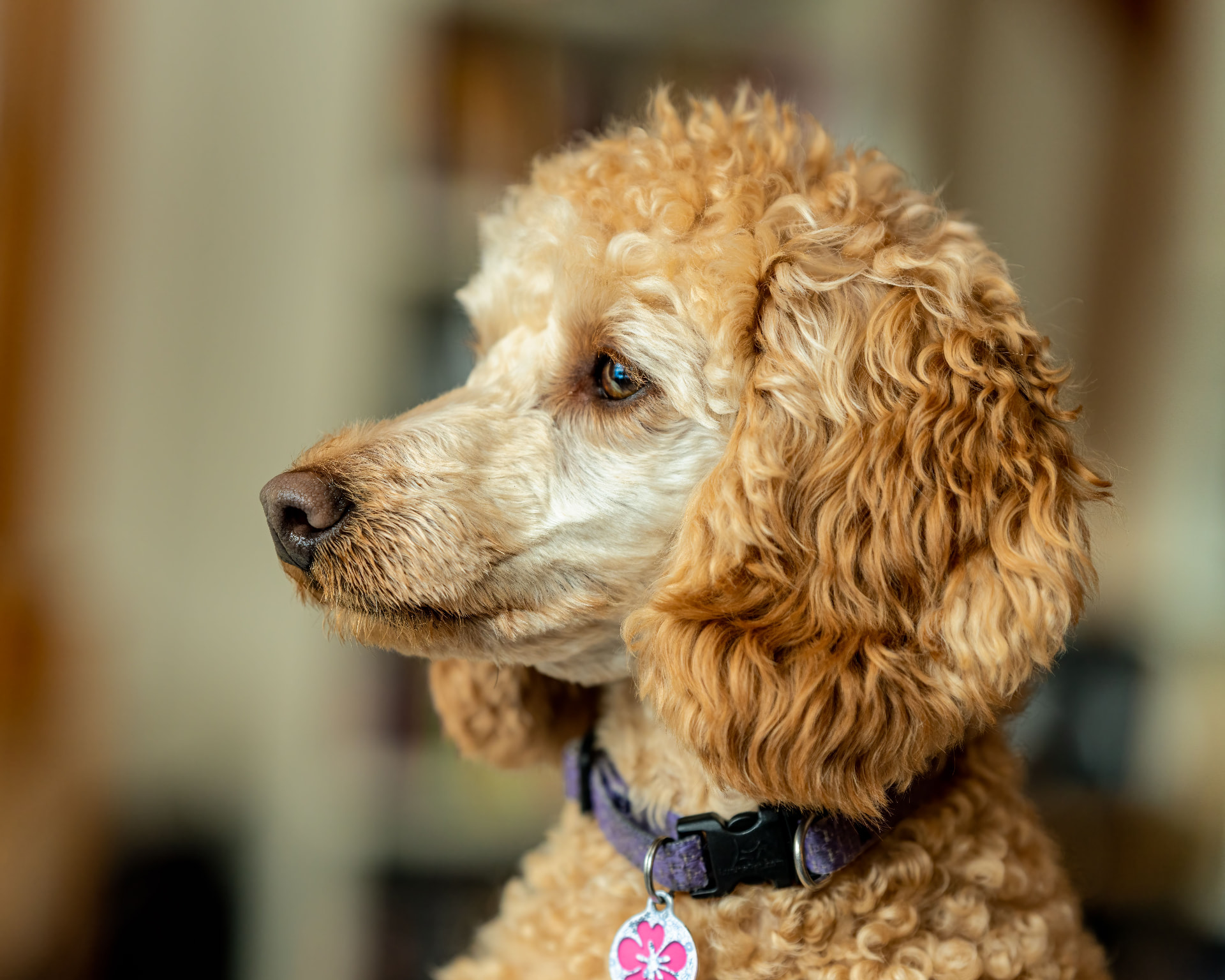 A profile portrait of an apricot Standard Poodle indoors — illustrating Does Pet Insurance Cover Addison's Disease in Poodles? (2026)