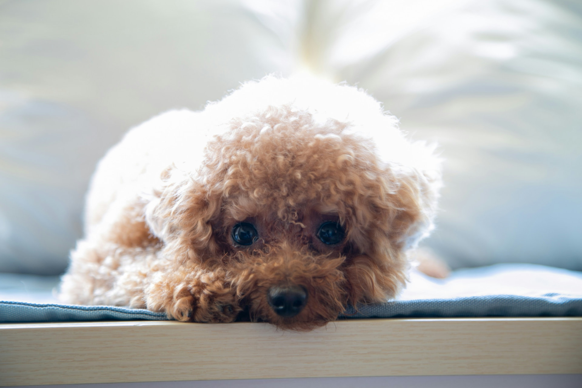 Apricot Toy Poodle resting indoors with its chin on its front paws, looking calmly at the camera