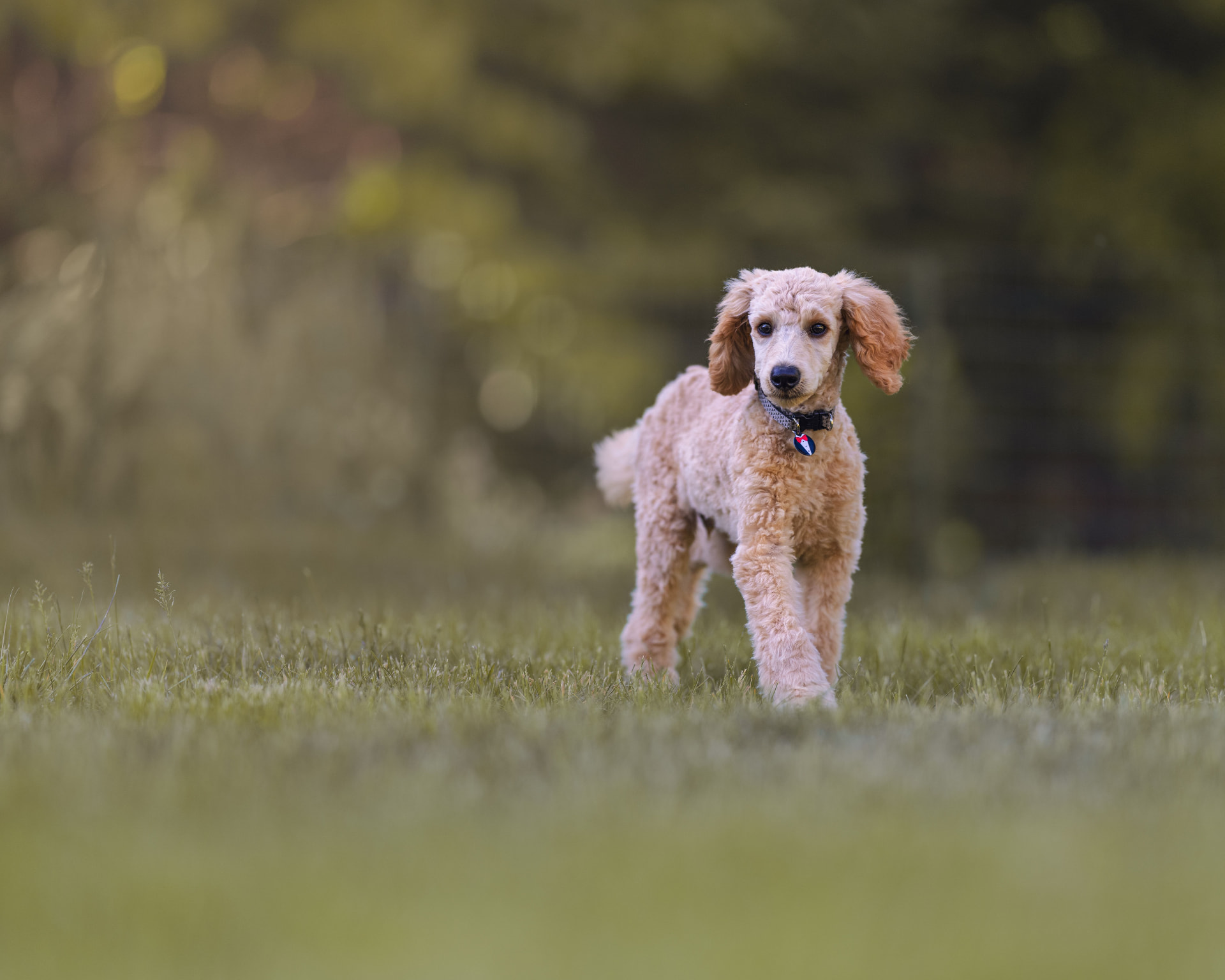 A young apricot Standard Poodle walking through a mown field — illustrating Poodle Health Guide