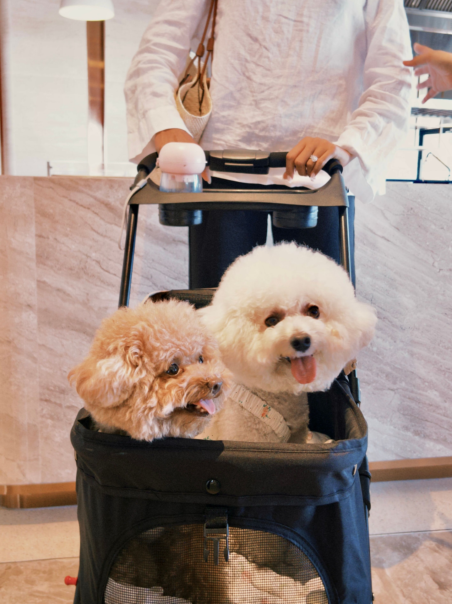 An apricot Toy Poodle riding in a pet stroller with a companion dog — Toy Poodle photo accompanying Poodle Epilepsy & Seizures