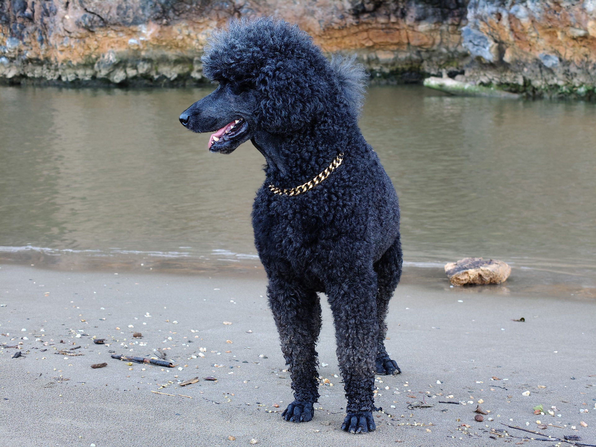 A black Standard Poodle standing on a quiet shoreline — Standard Poodle photo accompanying Poodle ACL (CCL) Surgery Cost