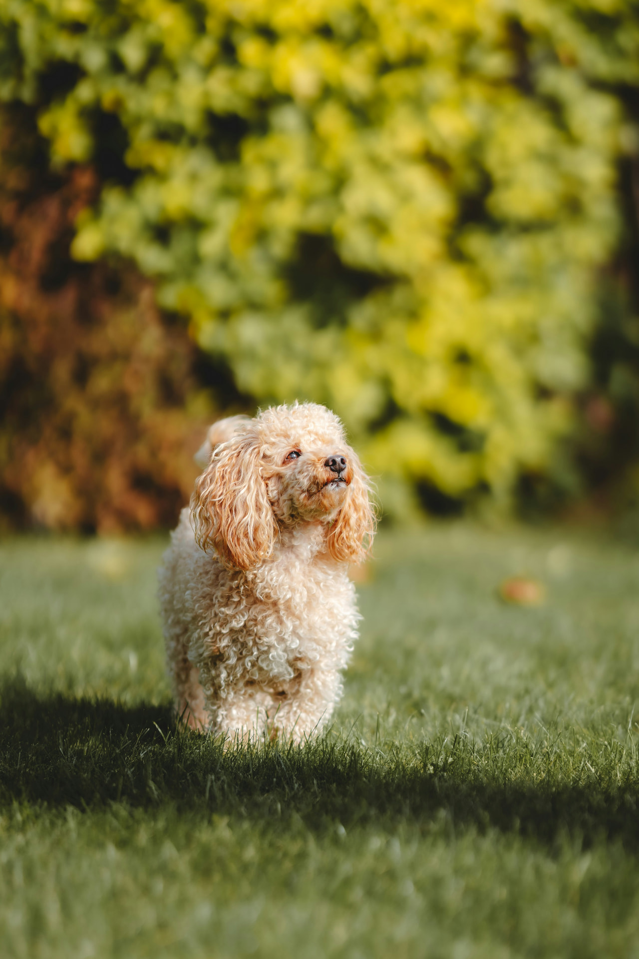 An apricot Toy Poodle on a clipped garden lawn — illustrating luxating patella surgery costs for Toy Poodles