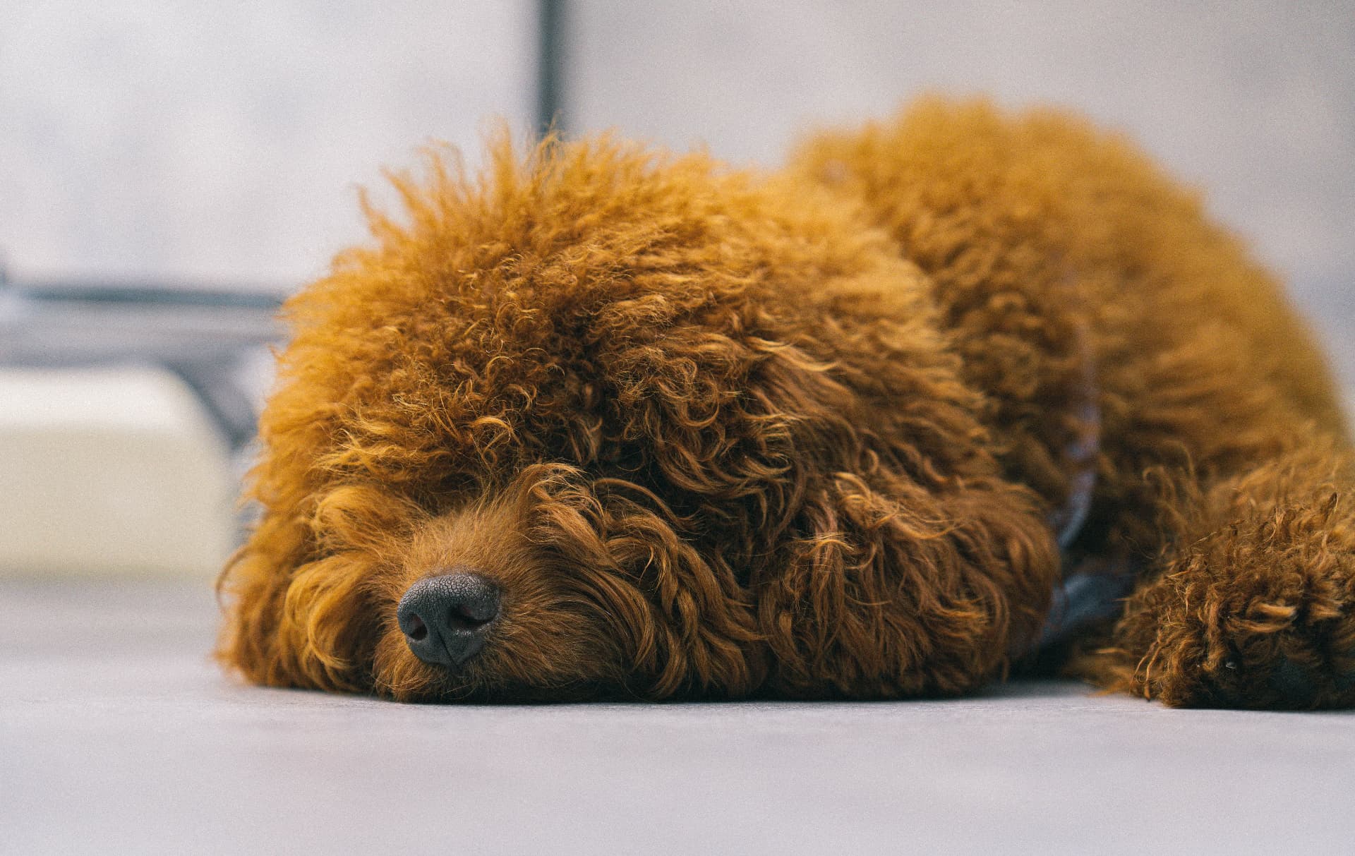 A red Toy Poodle asleep on a cool tiled floor — Toy Poodle photo accompanying Pumpkin vs. Fetch for Poodles