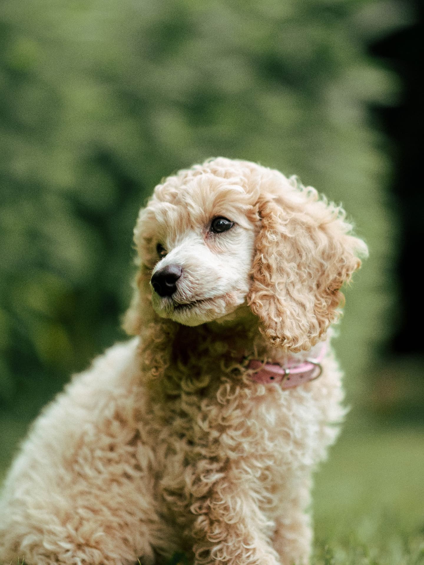 Cream Poodle puppy wearing a pink collar in a garden