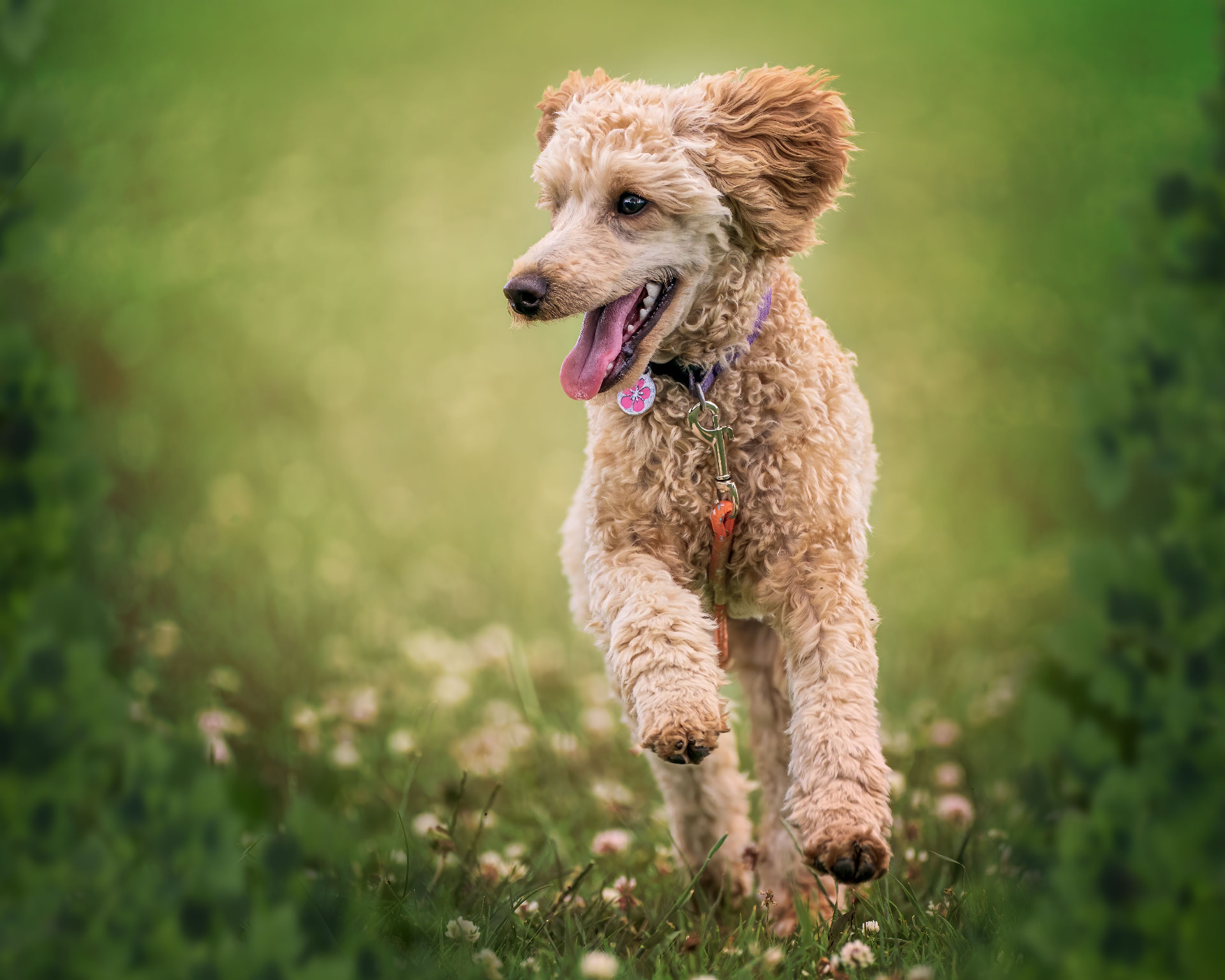 A cream Poodle trotting through a field of clover — illustrating How Much Does Toy Poodle Insurance Cost? 2026 Price Guide