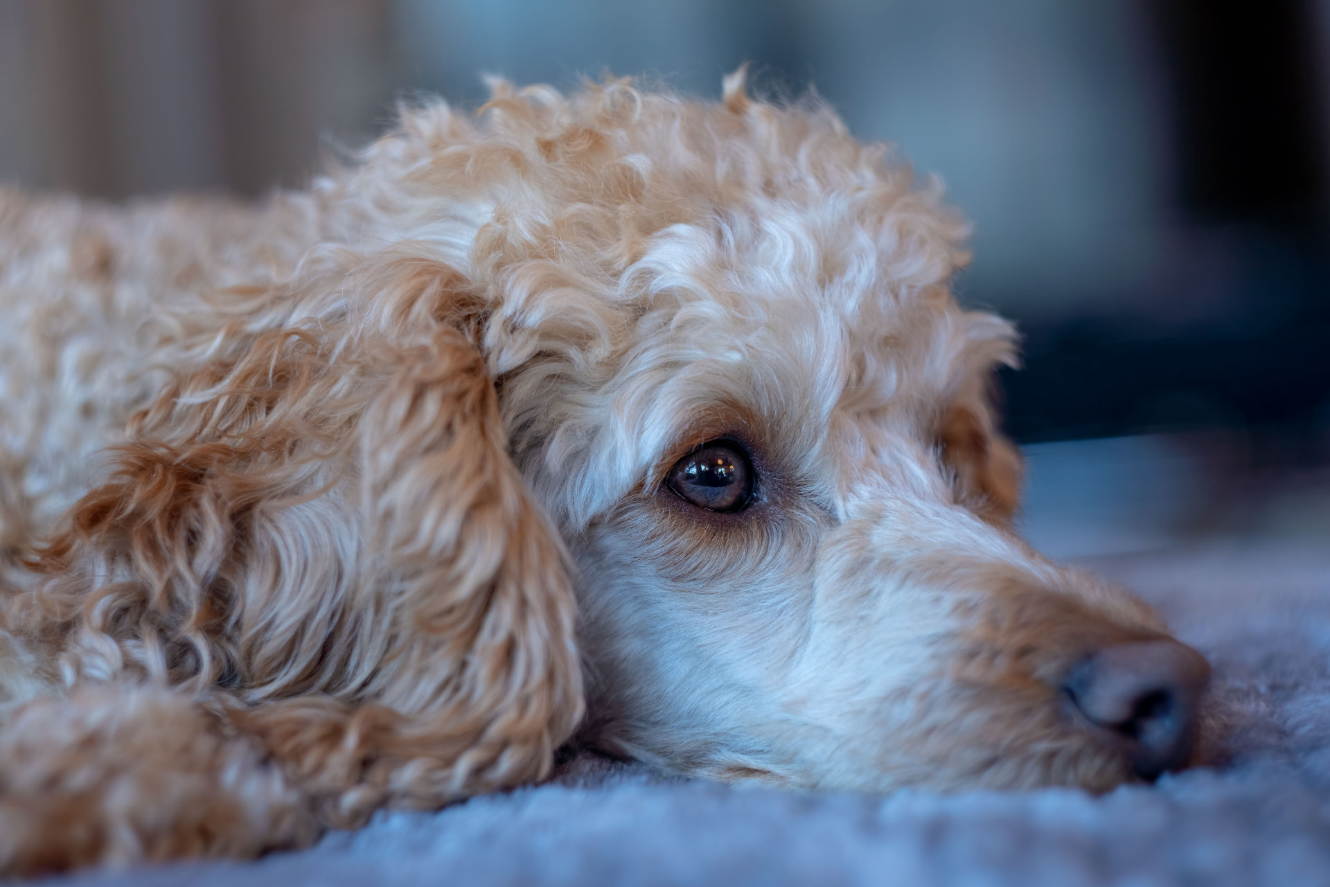A cream Poodle lying on a rug with its chin down — Standard Poodle photo accompanying Lemonade vs. Trupanion for Poodles