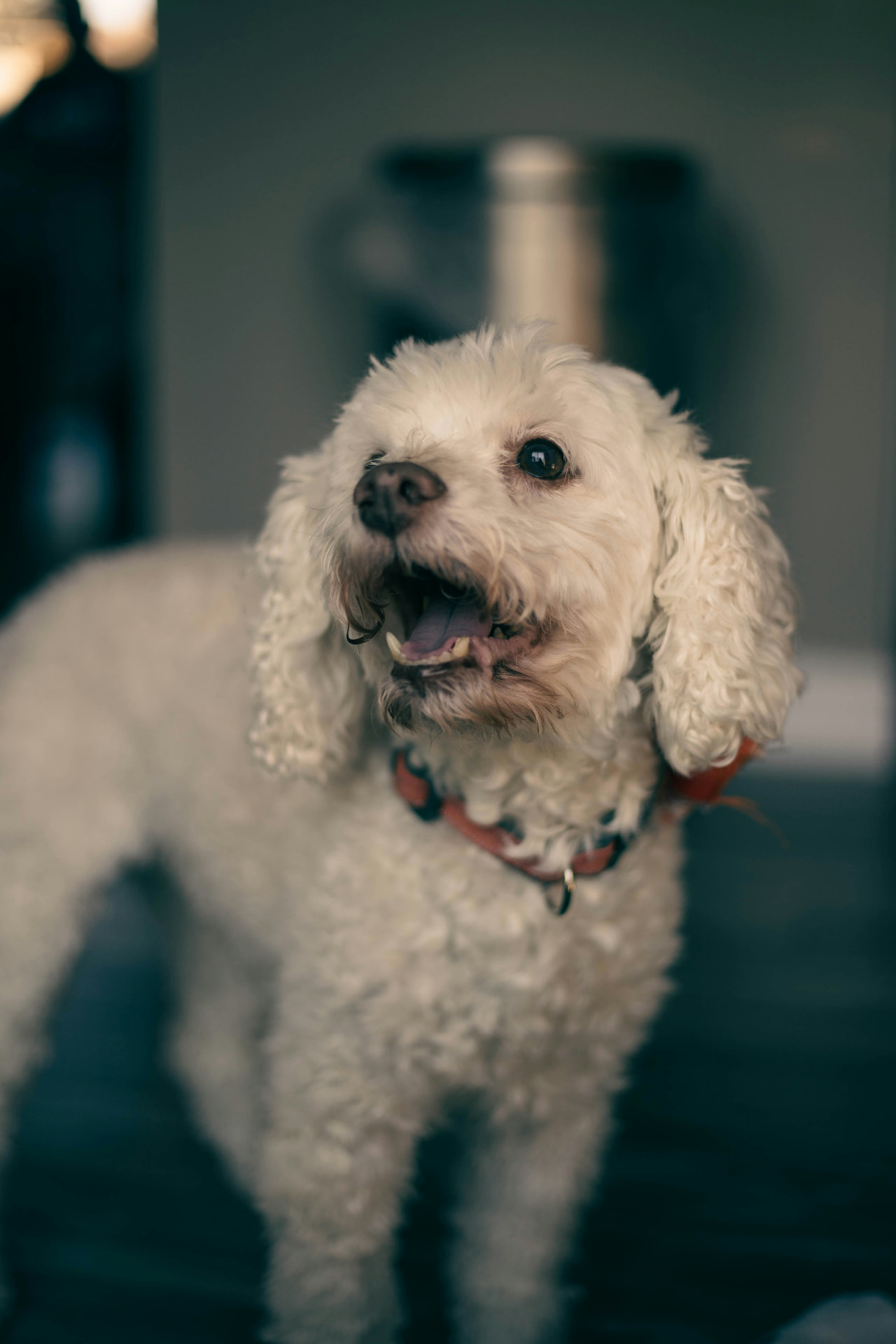 A white Poodle mid-bark inside a sunlit room — Miniature Poodle, dilated cardiomyopathy (dcm) coverage guide