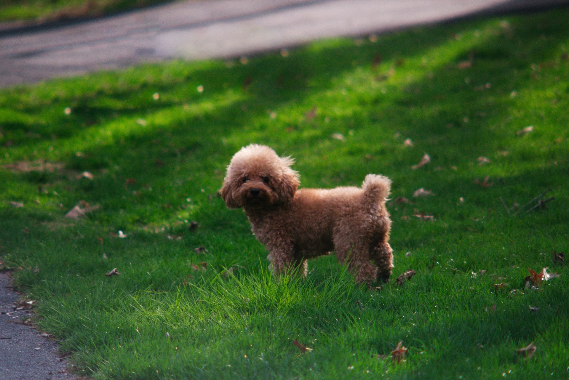 A red Toy Poodle standing on a spring lawn — Toy Poodle, cushing's disease coverage guide