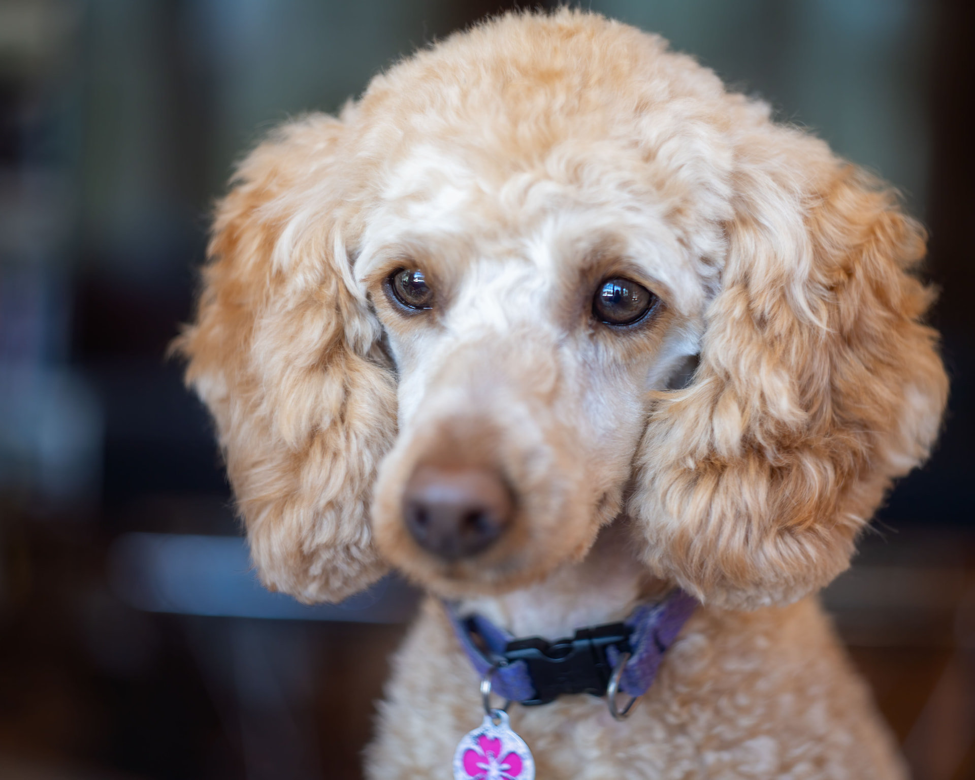 A calm head-on portrait of an apricot Standard Poodle — illustrating Pet Insurance Waiting Periods Explained