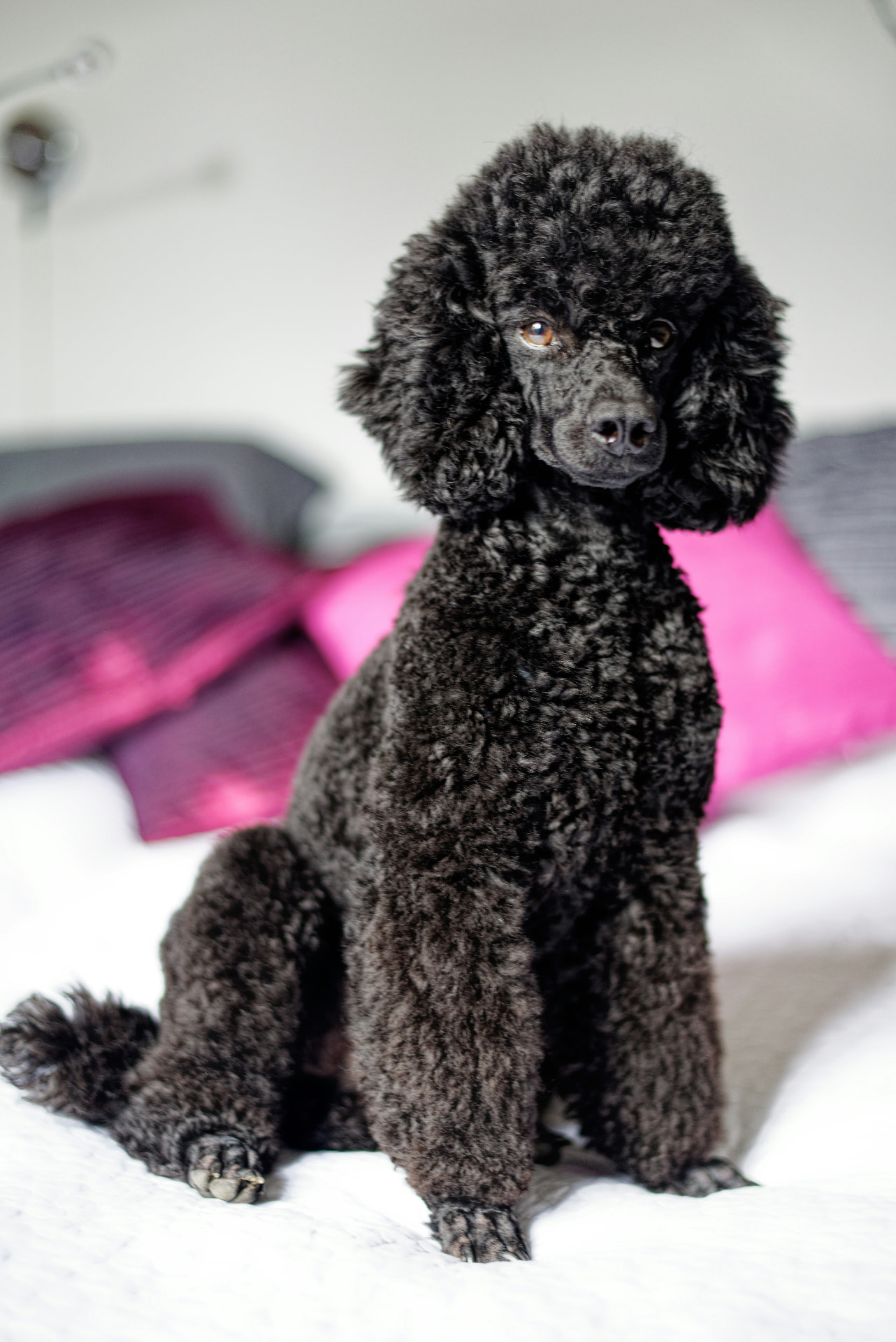 A black Standard Poodle puppy sitting upright on a bed at home
