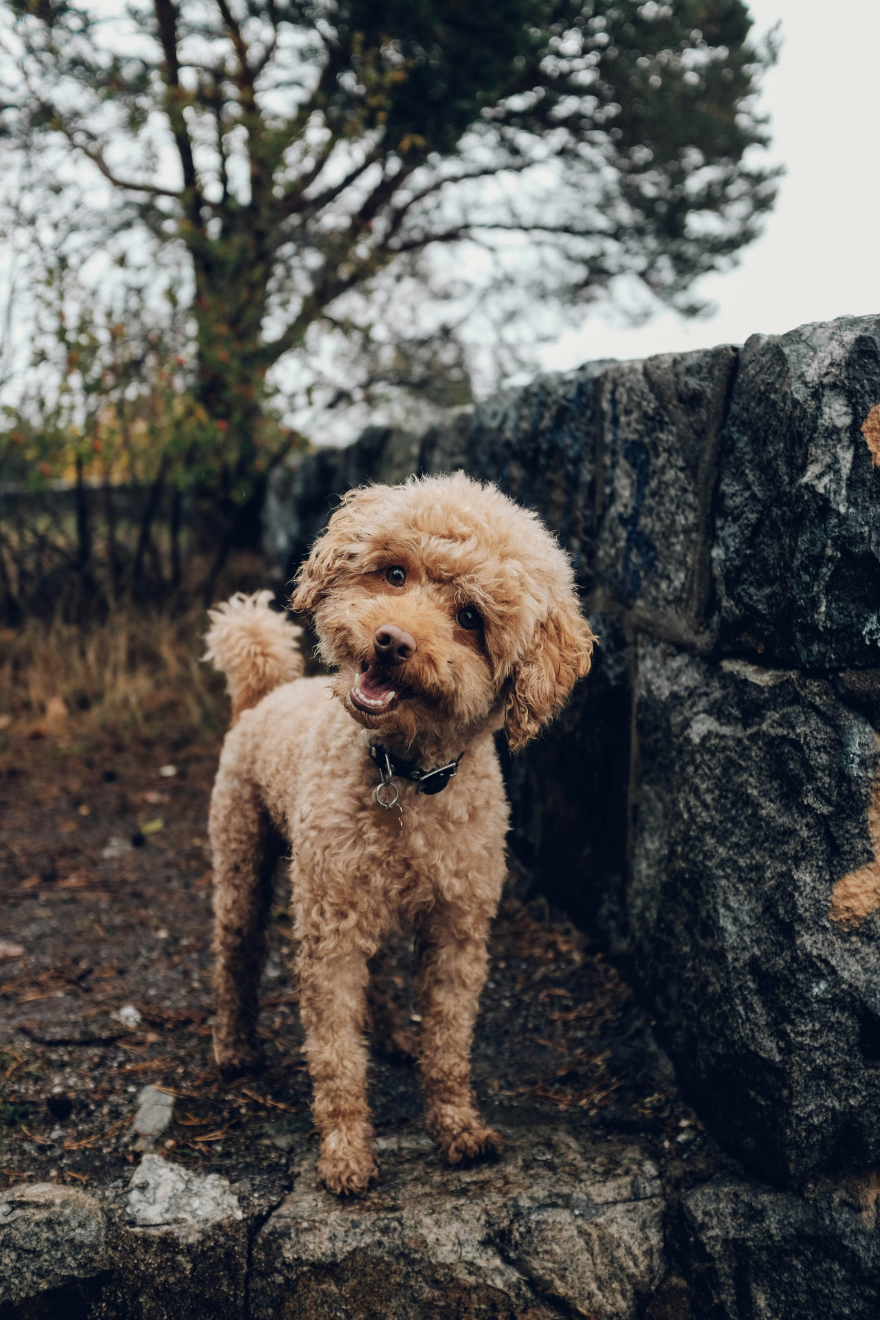 An apricot Miniature Poodle standing beside a stone wall — Miniature Poodle, glaucoma coverage guide