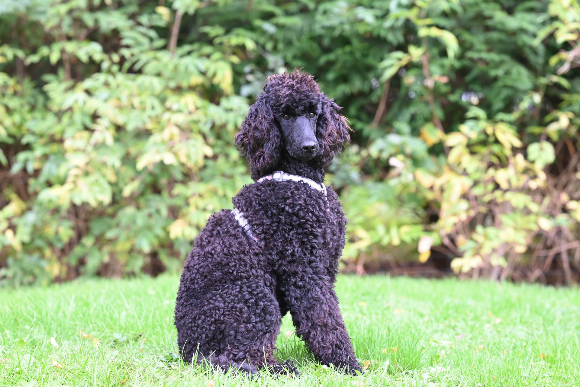 A black Standard Poodle seated in front of a green hedge — Standard Poodle photo accompanying How Much Does Pet Insurance Cost for a Poodle? (2026 Data)