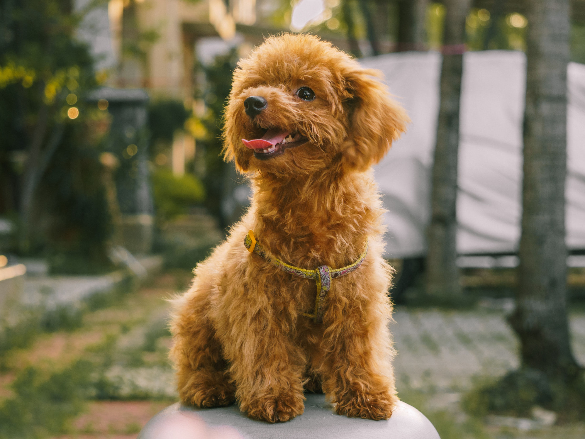 A red Toy Poodle sitting upright on a garden stool — illustrating Poodle Epilepsy & Seizures