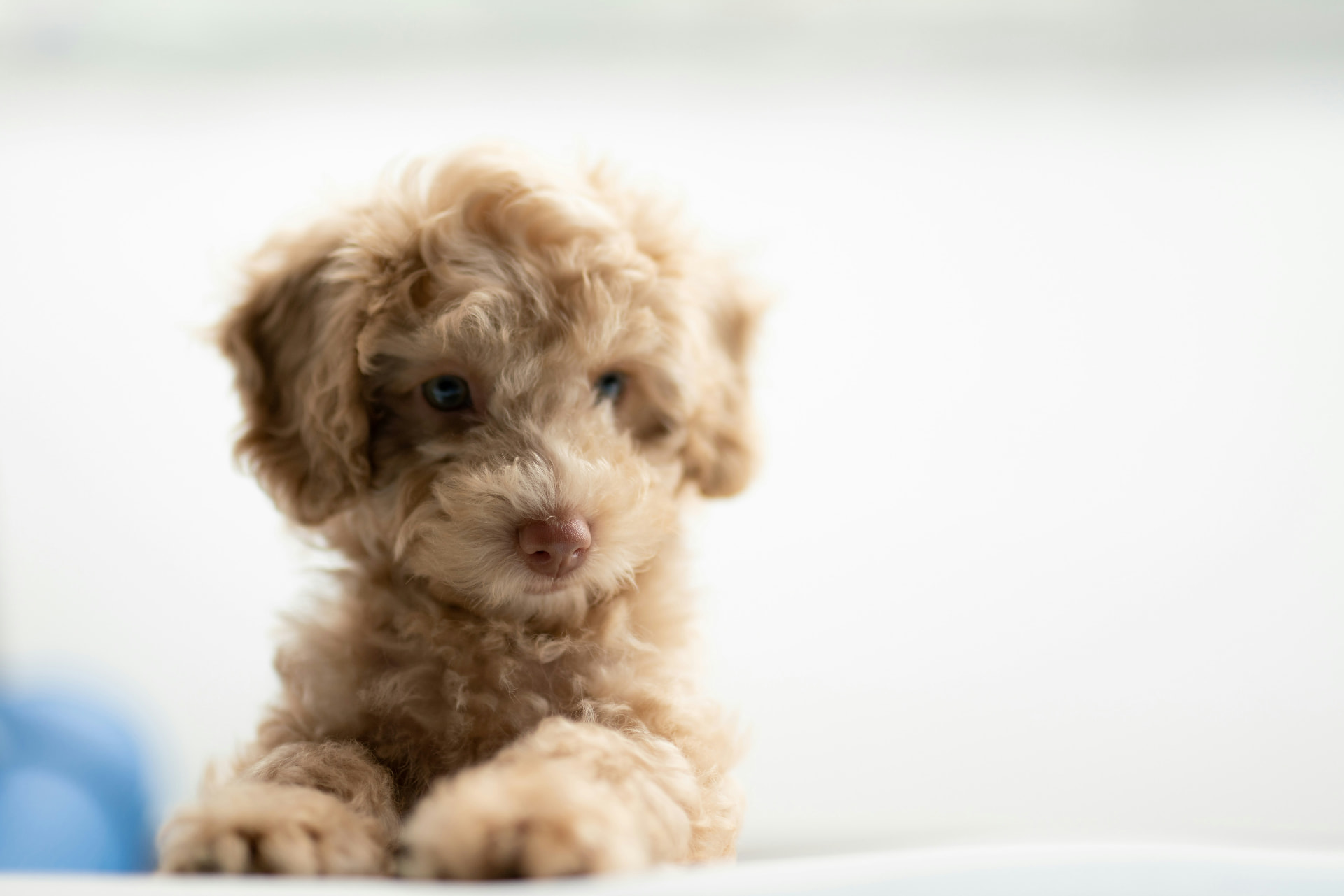 An apricot Poodle puppy in a clean studio setting — Puppy Poodle, thyroid disease (hypothyroidism) coverage guide