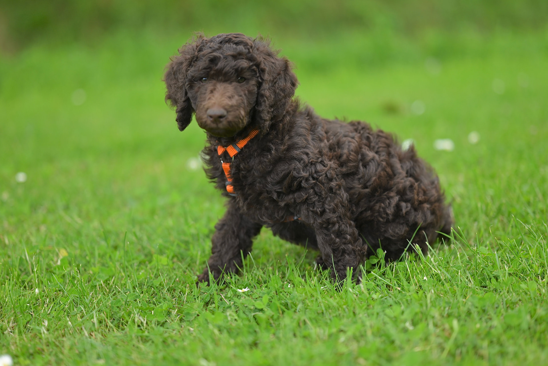 A chocolate Poodle puppy standing in tall spring grass — Puppy Poodle photo accompanying Best Pet Insurance for Standard Poodles in 2026