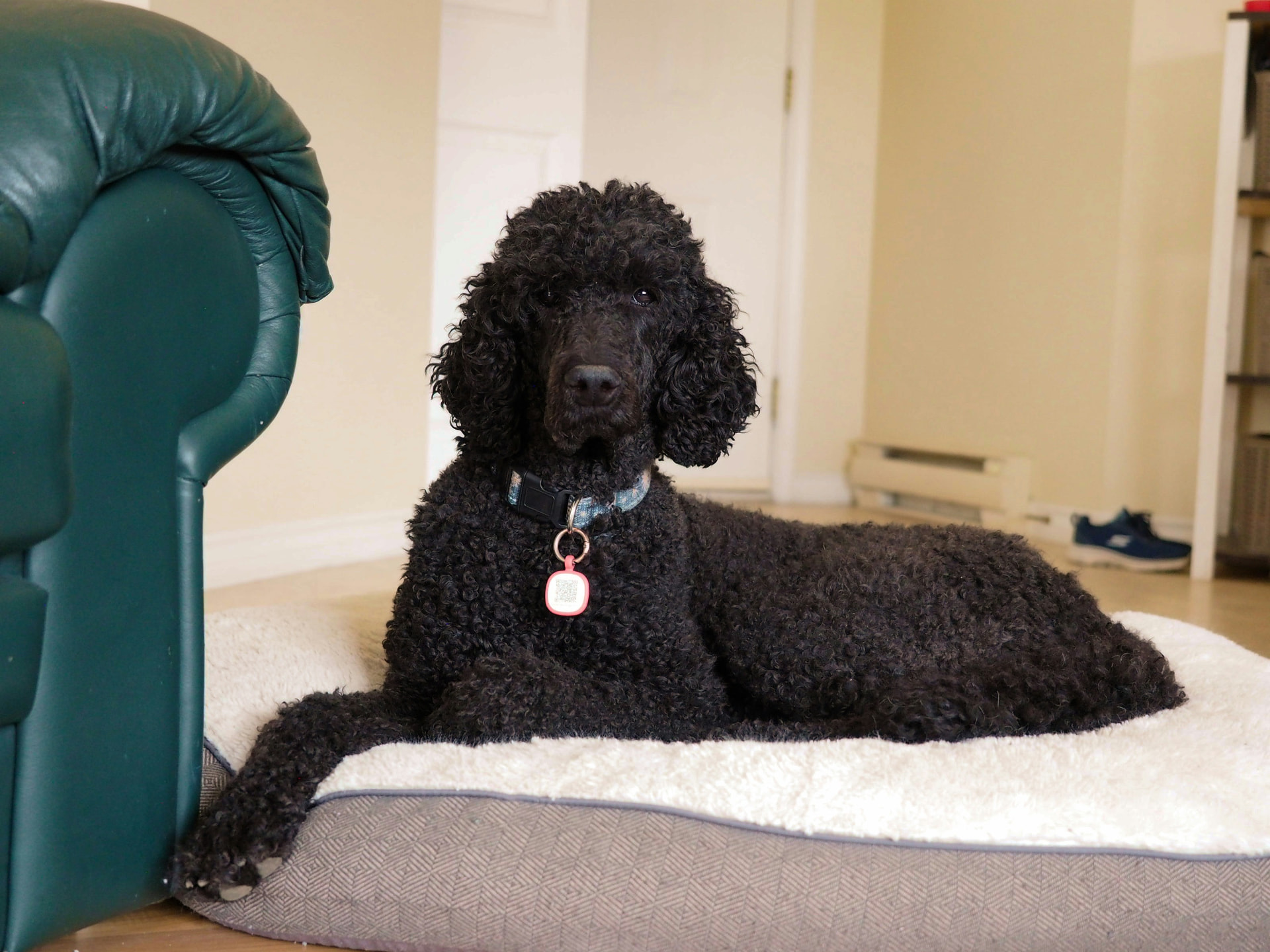 A black Standard Poodle resting on a plush dog bed beside a green leather chair