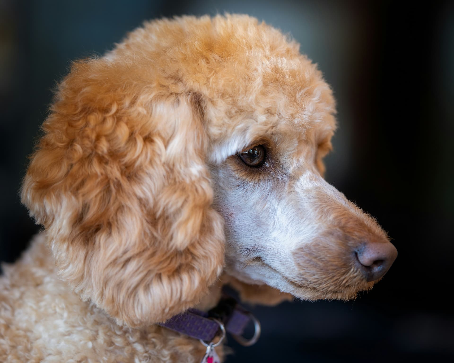 A profile portrait of an apricot Standard Poodle — Standard Poodle, cushing's disease coverage guide