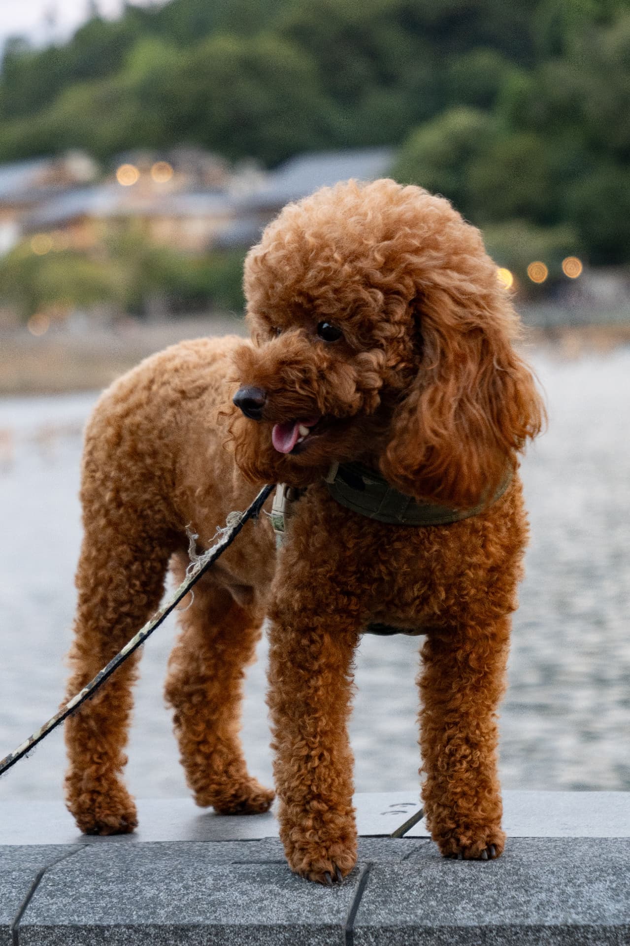 A red Toy Poodle standing on a riverside walkway at dusk — Toy Poodle photo accompanying Pet Insurance Waiting Periods Explained