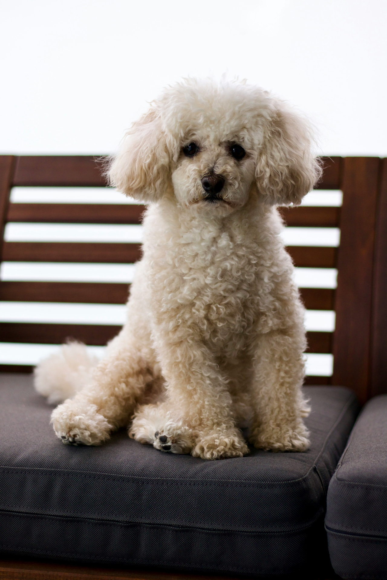 A cream Toy Poodle sitting on a cushioned patio bench — Toy Poodle, epilepsy coverage guide