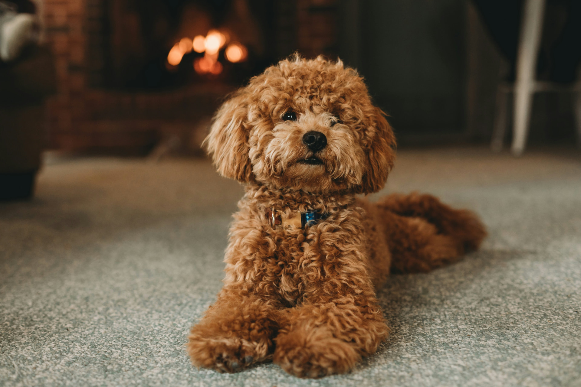 An apricot Poodle lying on a rug in front of a glowing fireplace — Toy Poodle, thyroid disease (hypothyroidism) coverage guide