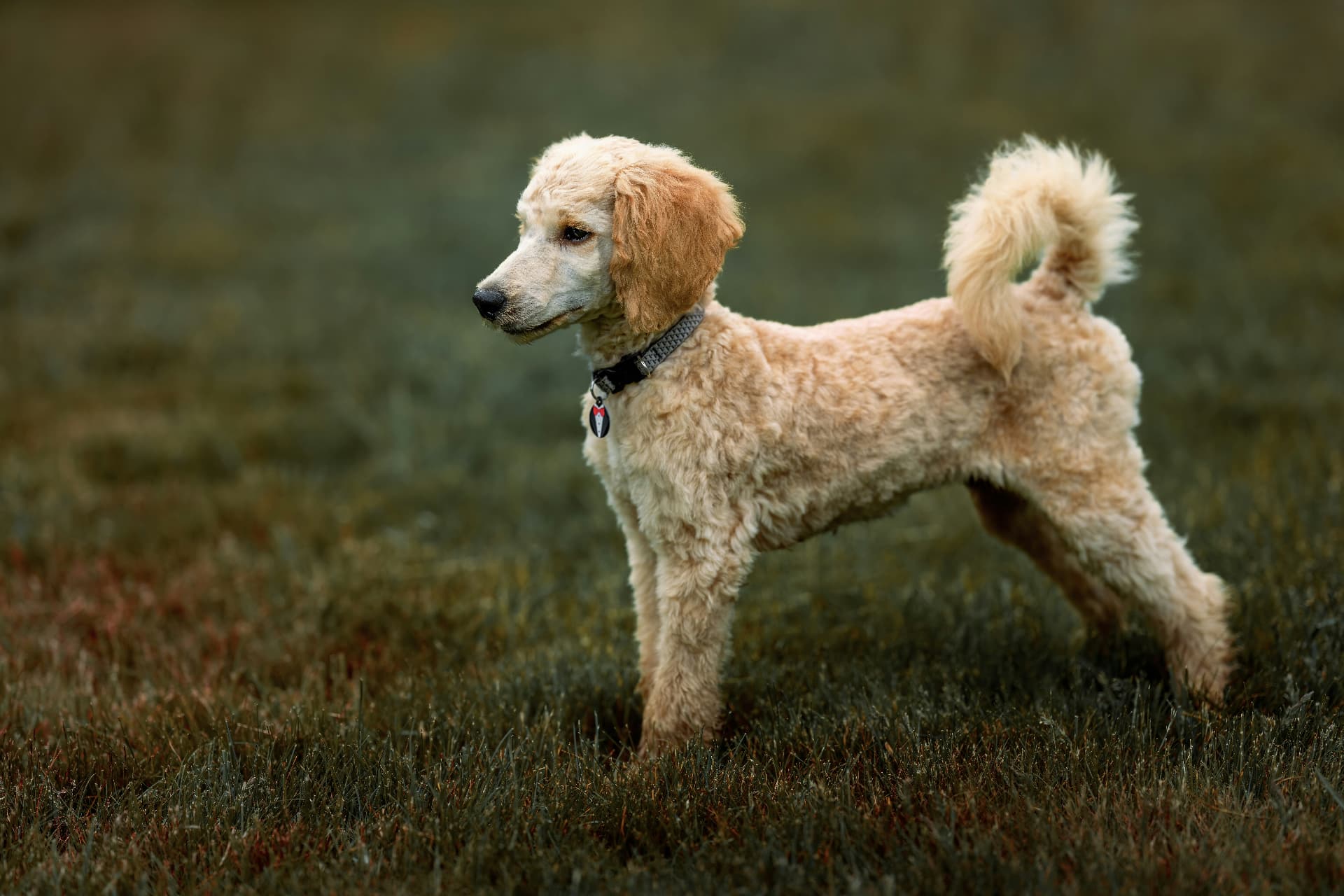 A cream Standard Poodle standing in an open field — Poodle veterinary cost research for Standard Poodles