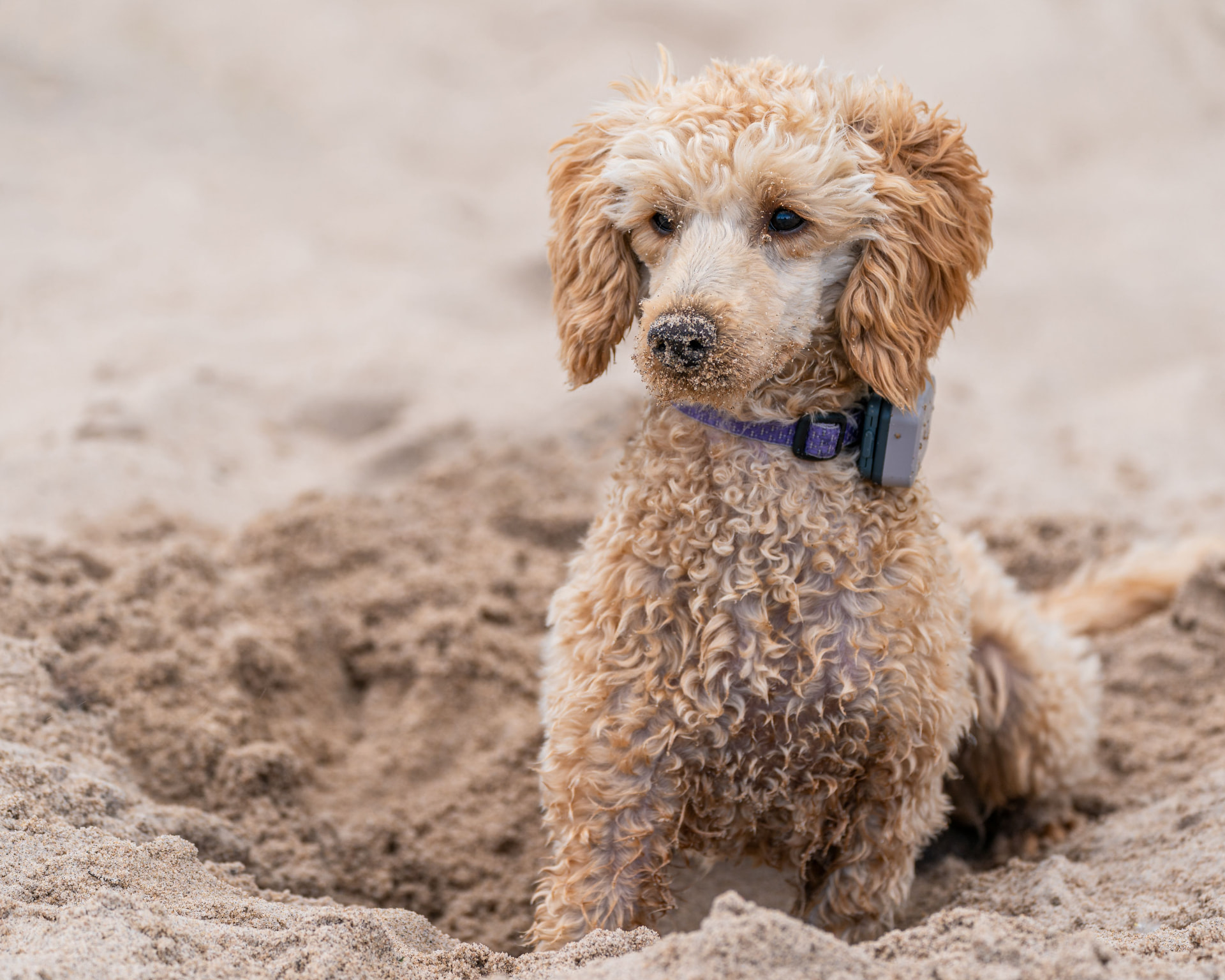 An apricot Toy Poodle digging in soft beach sand — Toy Poodle photo accompanying Poodle ACL (CCL) Surgery Cost