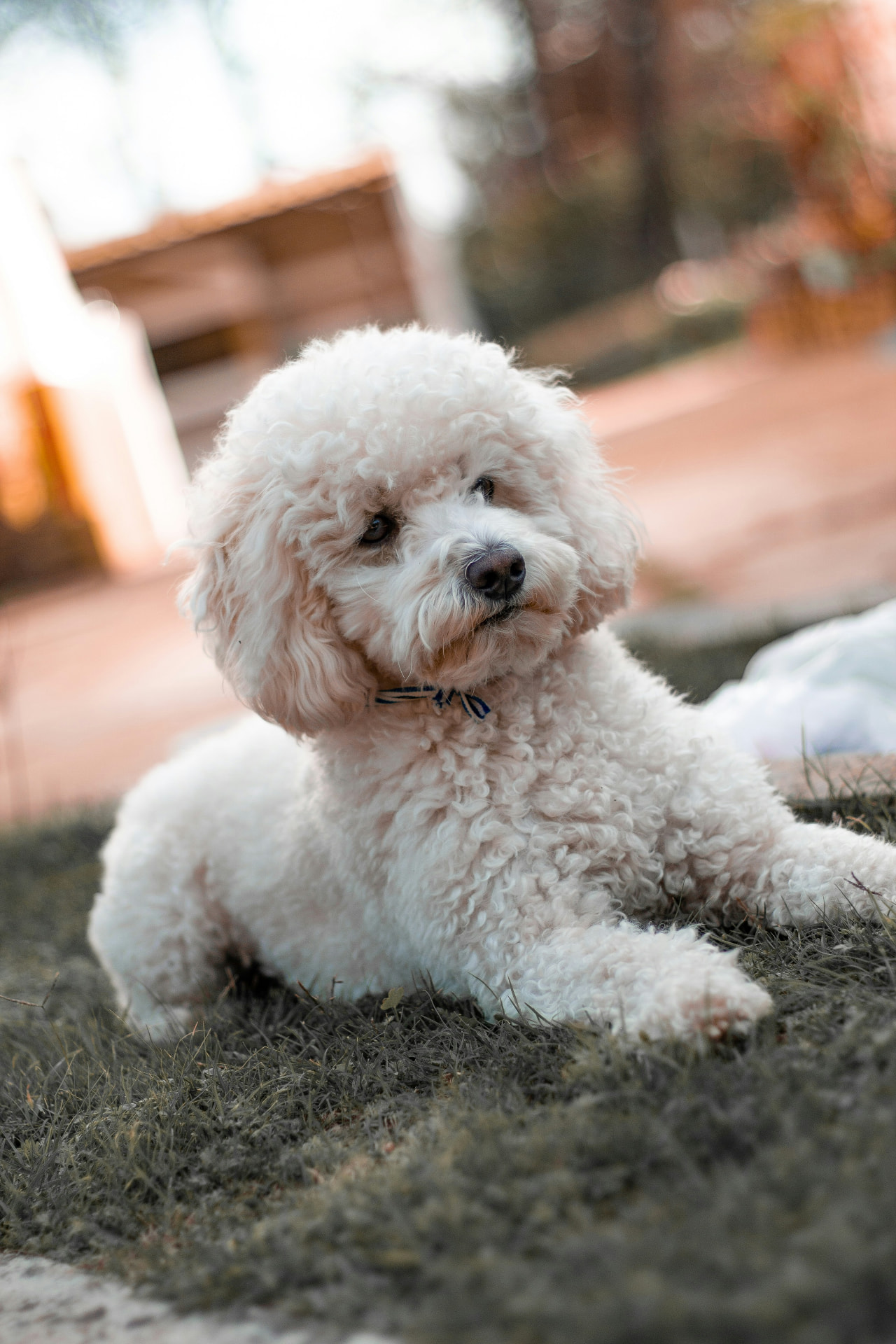 A white Toy Poodle lying in a backyard at golden hour — illustrating cruciate (acl/ccl) repair costs for Toy Poodles