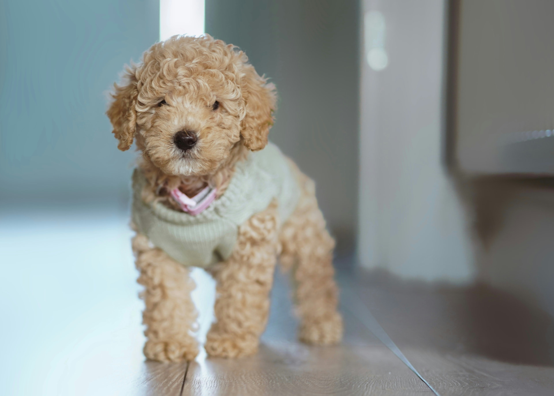 An apricot Poodle puppy in a light sweater standing on a hardwood floor — illustrating thyroid testing & treatment costs for Puppy Poodles