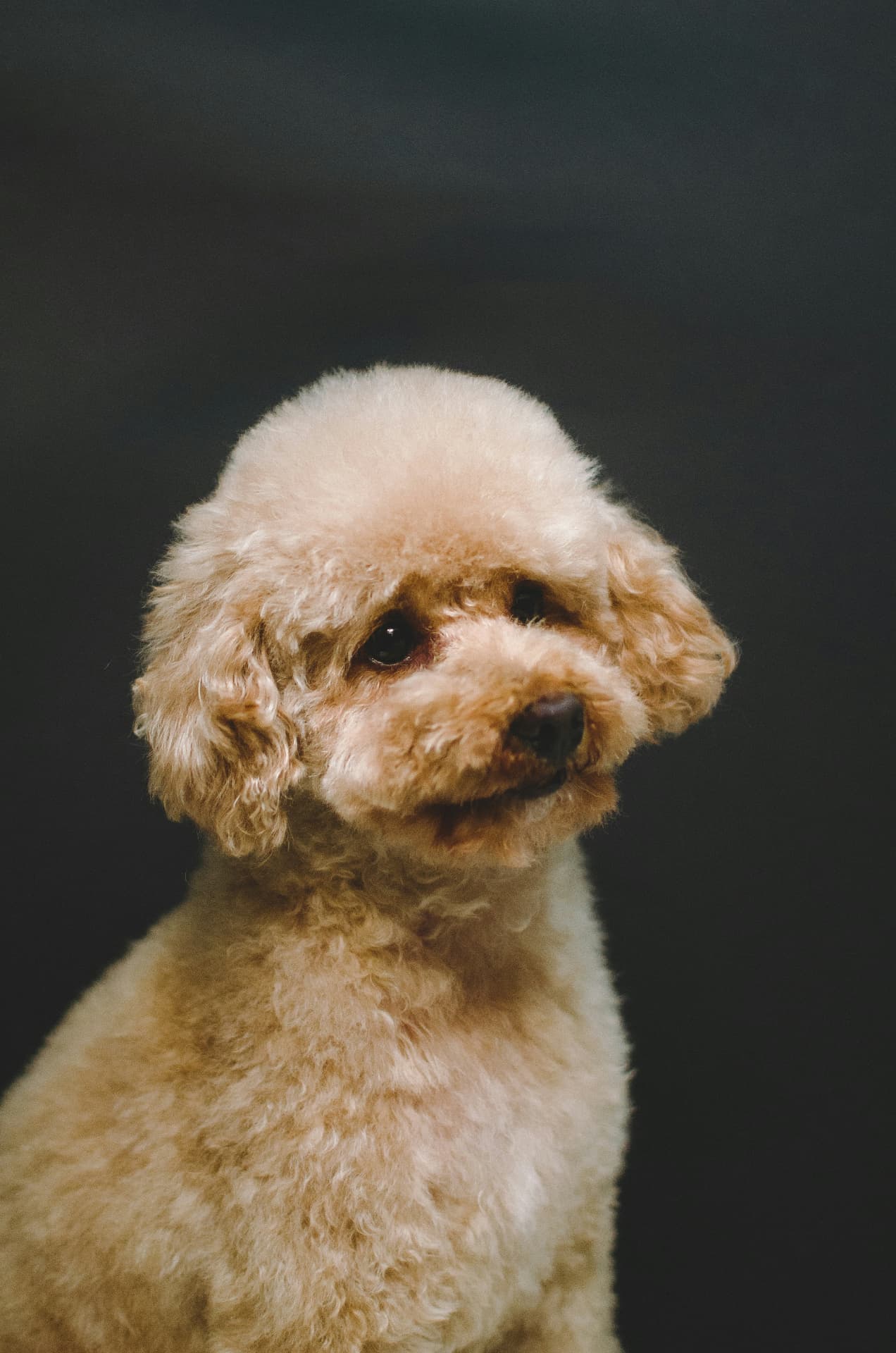 A close portrait of a cream Toy Poodle outdoors in autumn — Toy Poodle, epilepsy coverage guide