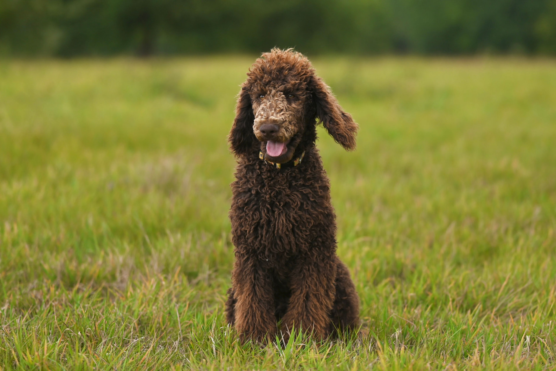 A chocolate Standard Poodle sitting in an open meadow — Standard Poodle photo accompanying Is Pet Insurance Worth It for a Standard Poodle? (2026 Analysis)