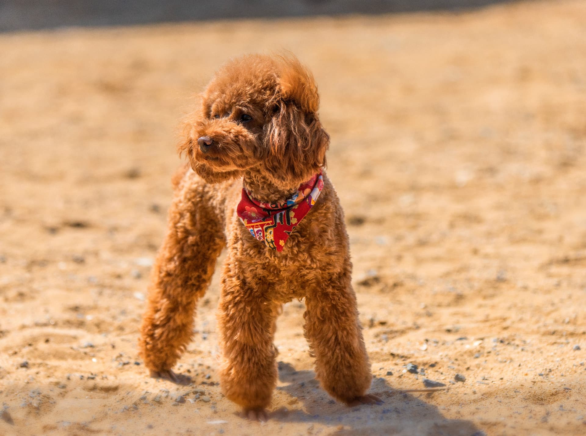 A red Toy Poodle in a printed bandana standing on sand — Toy Poodle photo accompanying Poodle Eye Problems & Insurance