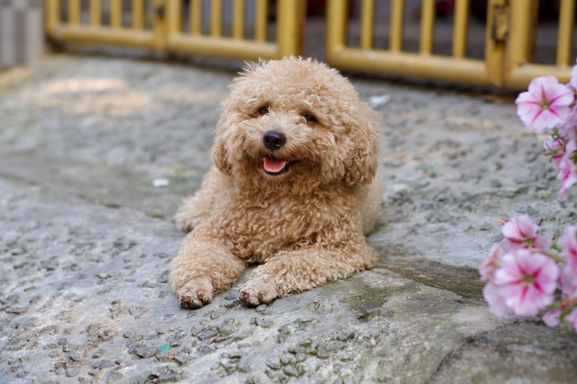 An apricot Toy Poodle lying on a stone path beside pink flowers — Toy Poodle photo accompanying Does Pet Insurance Cover Addison's Disease in Poodles? (2026)