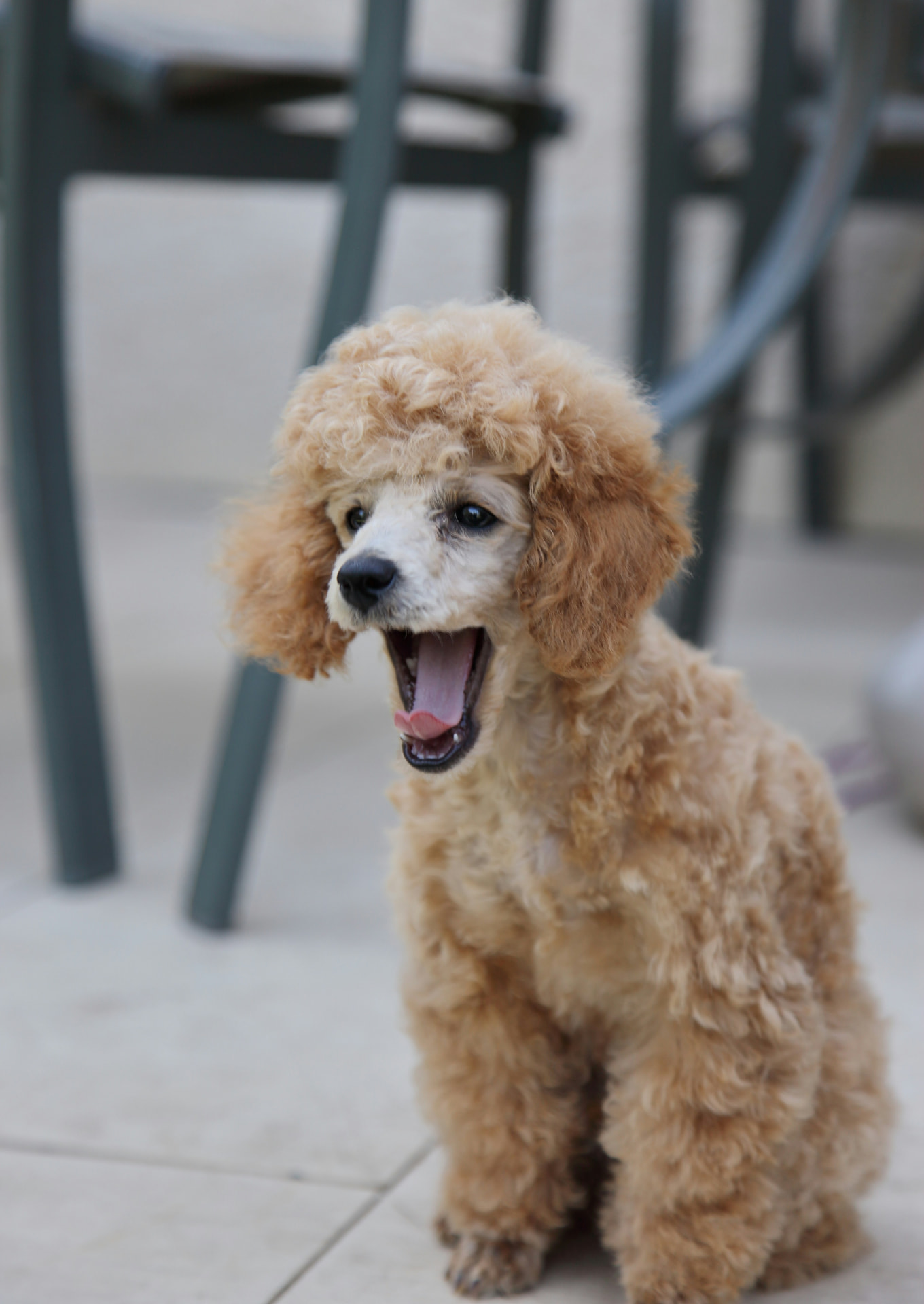 A Toy Poodle puppy yawning on a shaded patio — Toy Poodle photo accompanying How Much Does Pet Insurance Cost for a Poodle? (2026 Data)