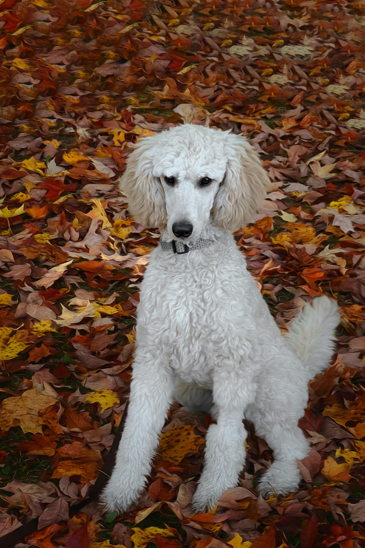 A white Standard Poodle sitting in a bed of fallen autumn leaves — illustrating thyroid testing & treatment costs for Standard Poodles