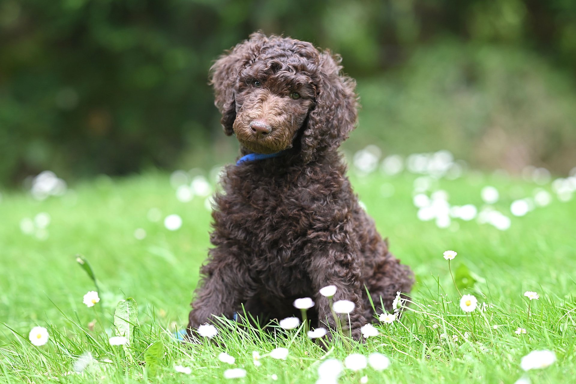 Chocolate Standard Poodle puppy sitting in green grass with white daisies