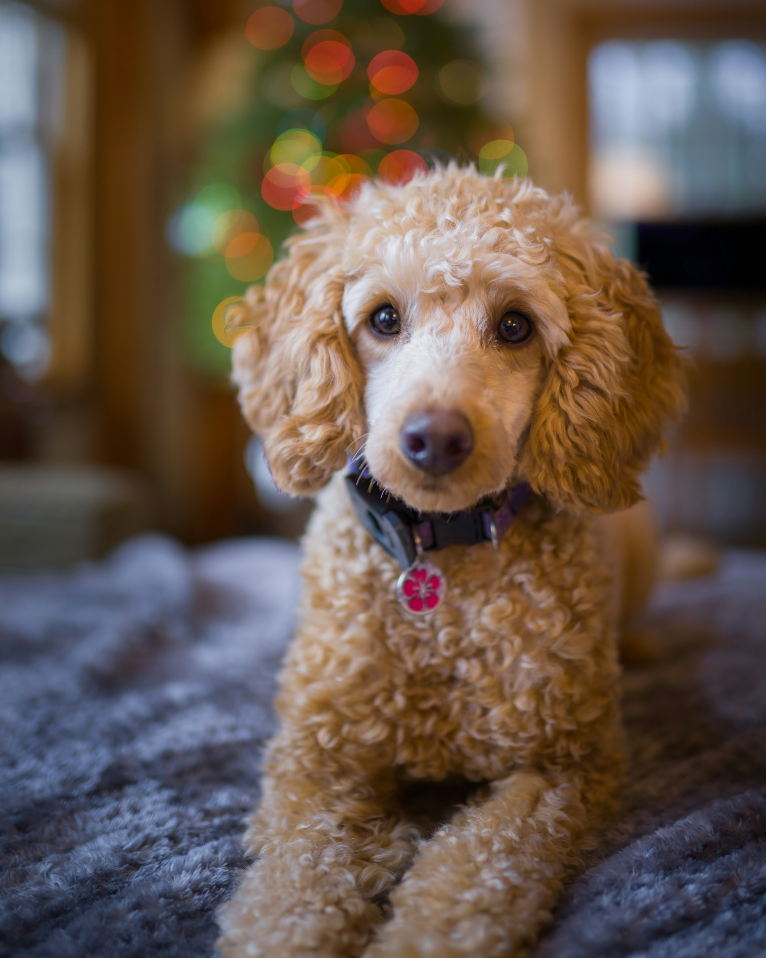 An apricot Poodle puppy lying on a rug beside holiday lights — illustrating cataract surgery costs for Puppy Poodles