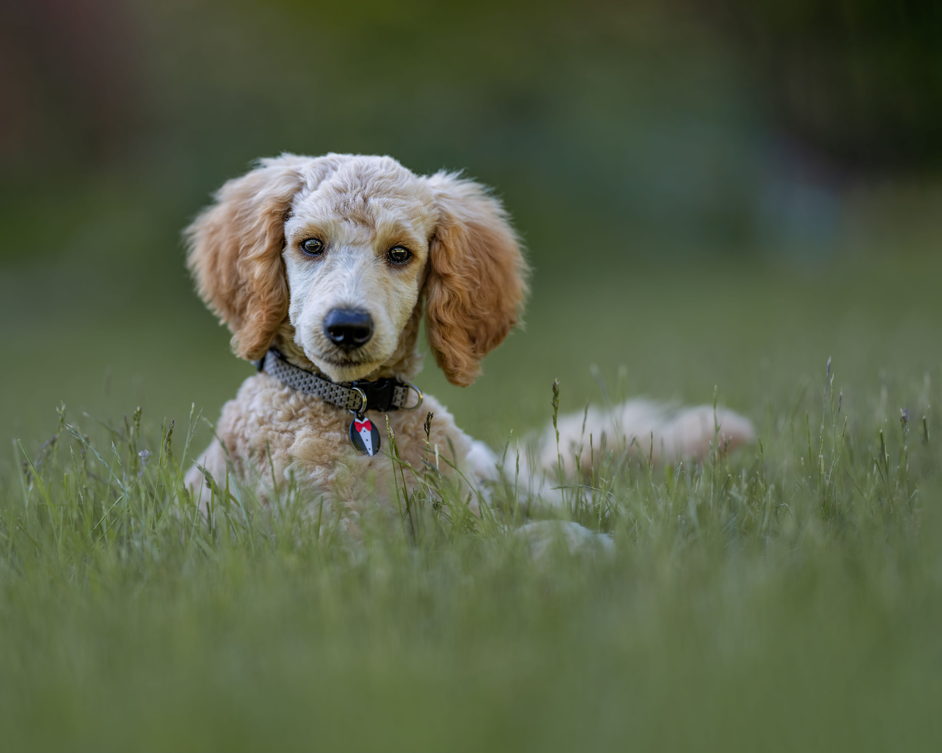 Apricot Poodle puppy lying in green grass with a collar and tag