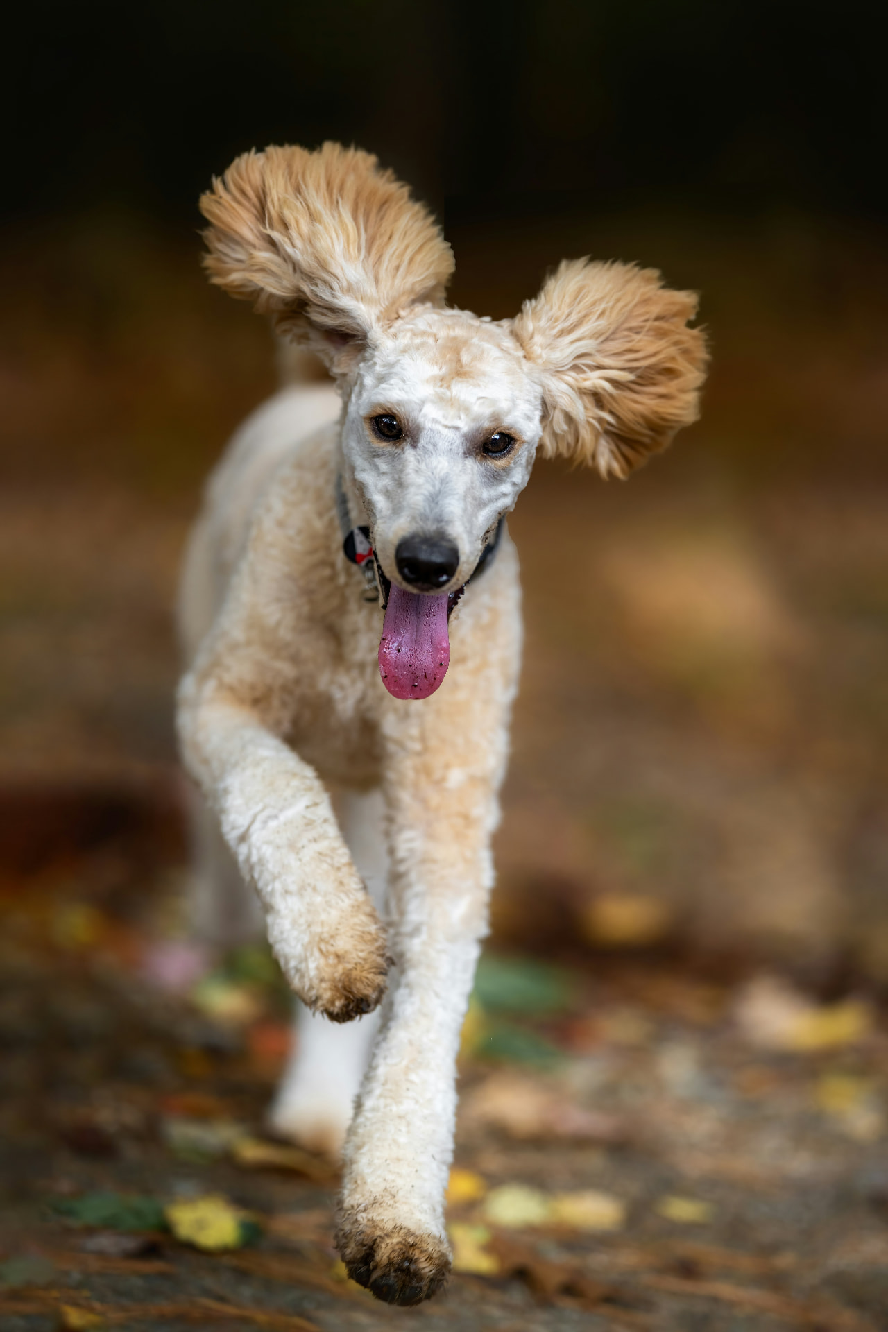A cream Standard Poodle trotting down a wooded trail — Standard Poodle photo accompanying Poodle Epilepsy & Seizures