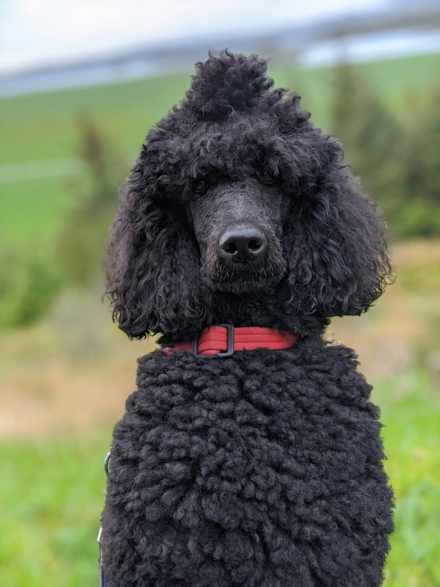 A black Standard Poodle sitting upright in a green field — illustrating dental cleaning & extractions costs for Standard Poodles