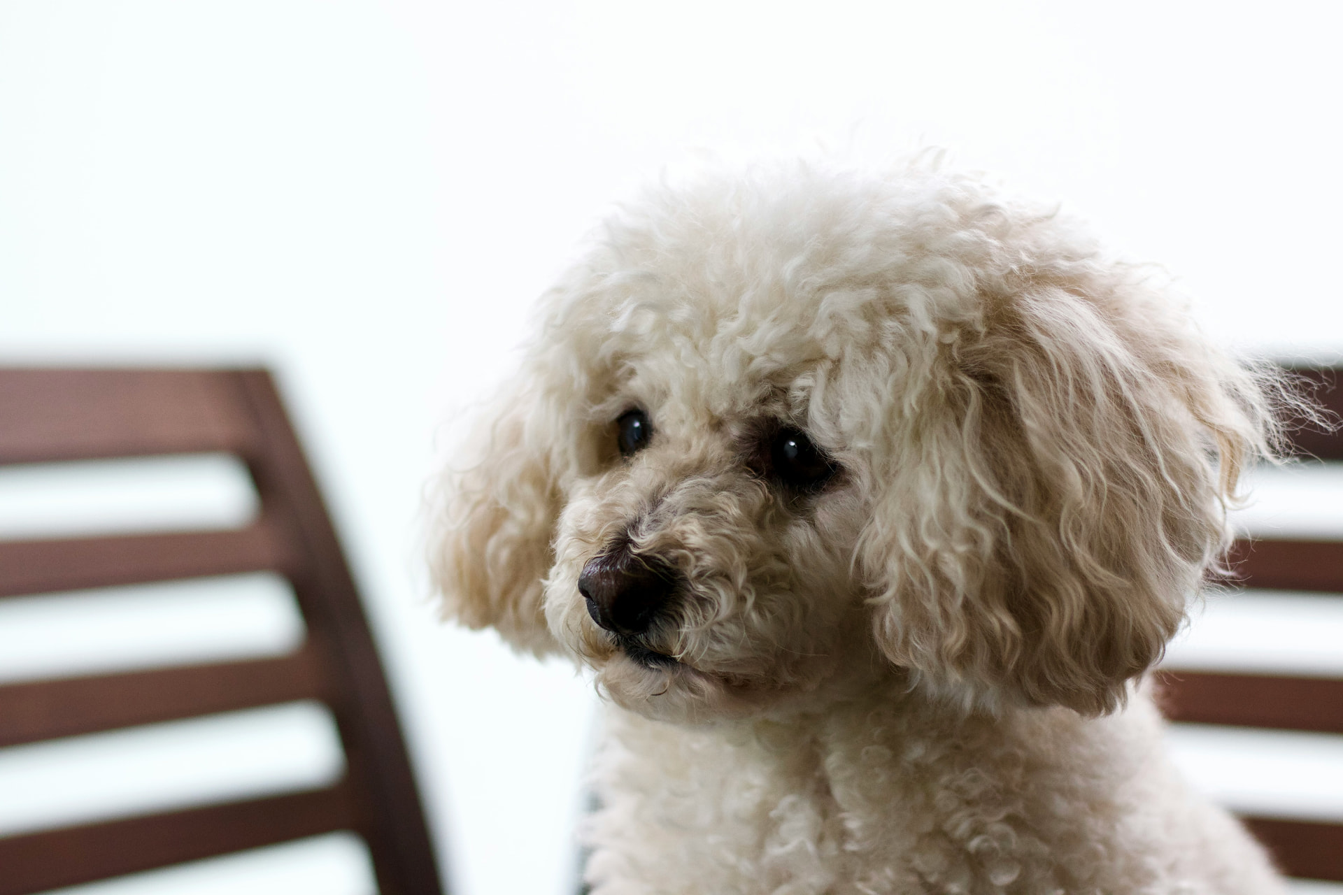 A cream Toy Poodle perched on a wooden chair indoors — illustrating Lemonade vs. Trupanion for Poodles