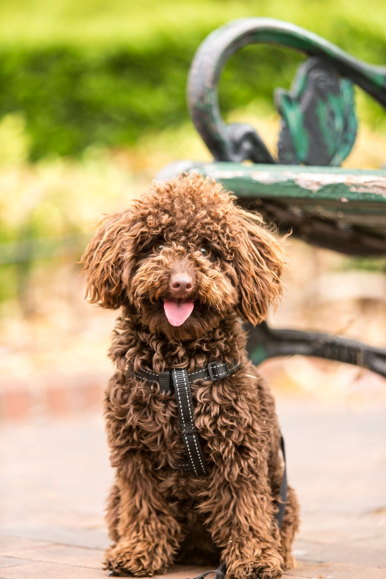 A chocolate Toy Poodle in a harness beside a park bench: Toy Poodle photo accompanying Poodle Ear Infections