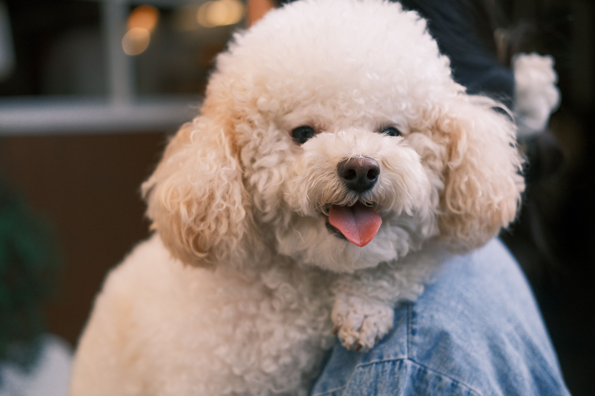 A white Toy Poodle held in its owner’s arms, tongue out — Toy Poodle photo accompanying When to Get Pet Insurance for Your Poodle Puppy