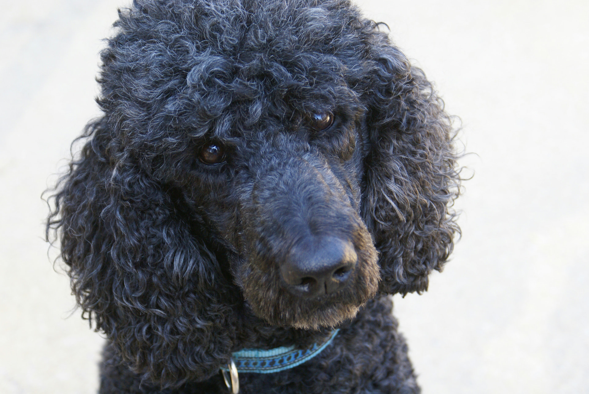 A black Standard Poodle in a head-and-shoulders portrait — Poodle veterinary cost research for Standard Poodles