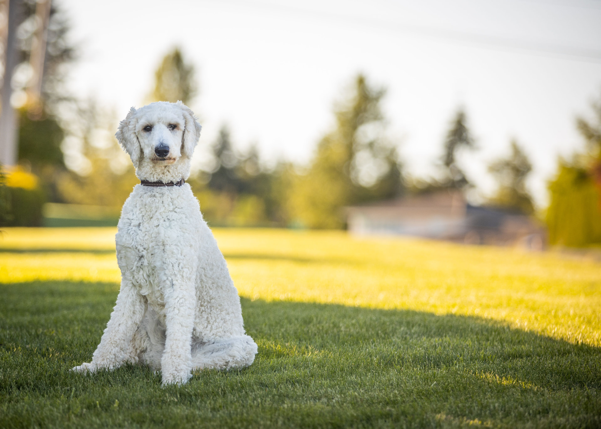 A white Standard Poodle sitting on a lawn in golden-hour light — Standard Poodle photo accompanying Poodle Hip Dysplasia