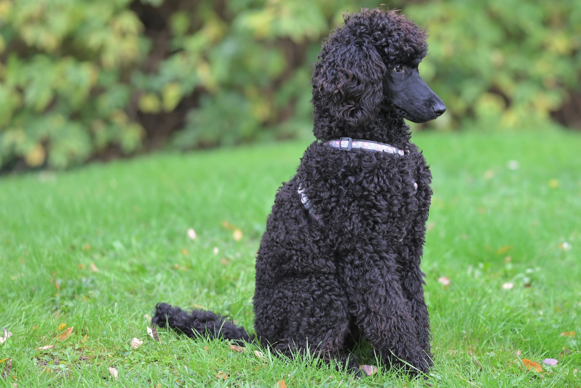 A black Standard Poodle sitting in profile on a clipped lawn — Standard Poodle photo accompanying Best Pet Insurance for Standard Poodles in 2026