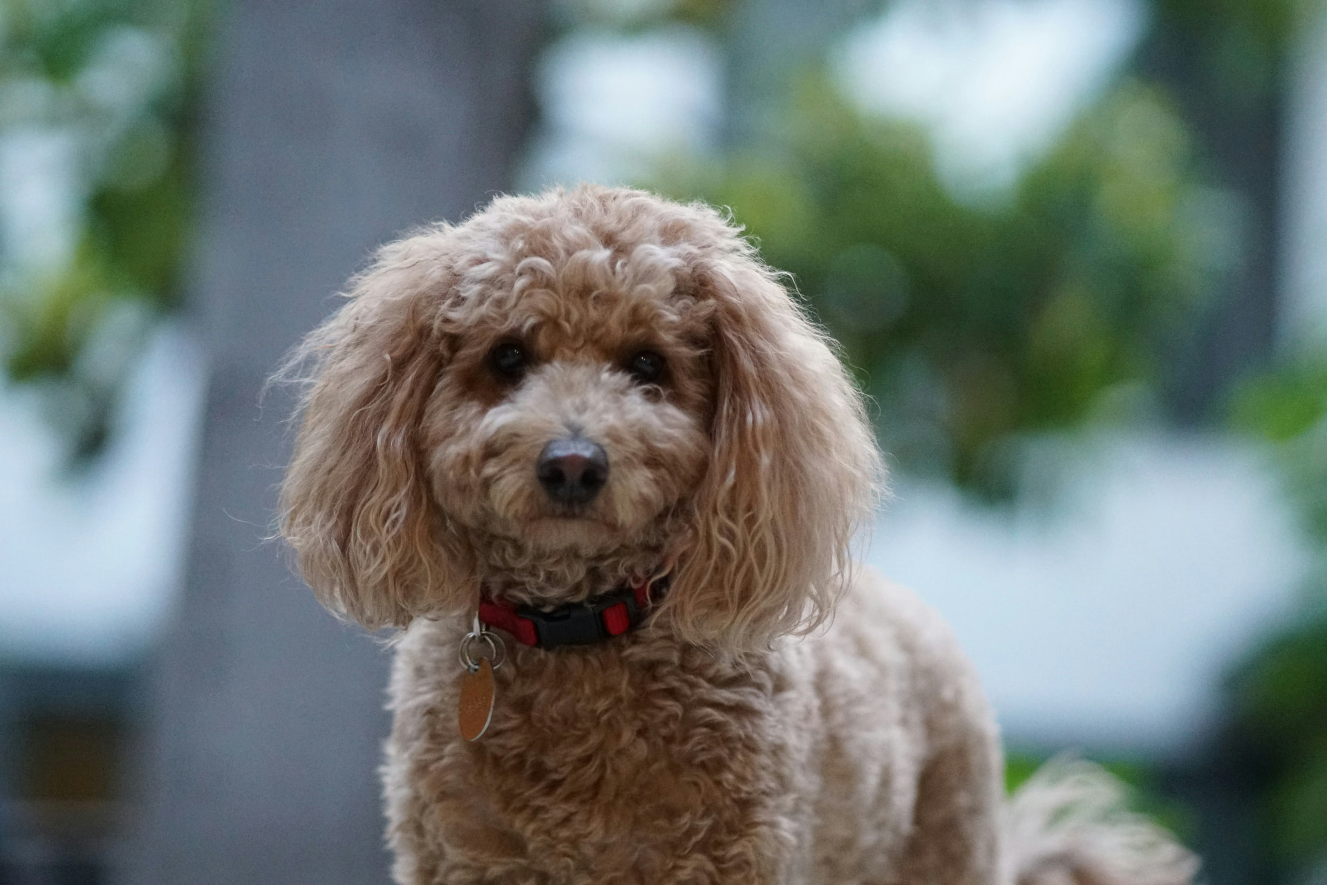 A Miniature Poodle photographed outdoors in soft daylight — illustrating ear infection treatment costs for Miniature Poodles