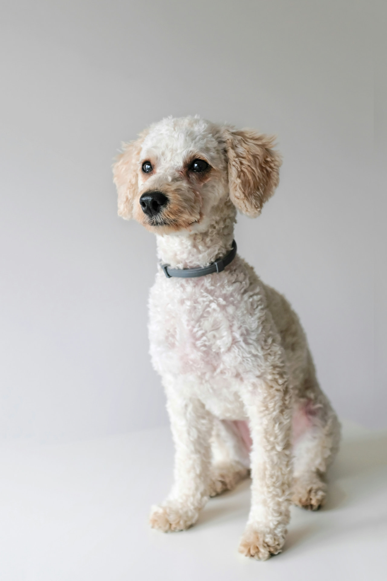 A cream Poodle seated calmly against a plain backdrop — Miniature Poodle photo accompanying Is Pet Insurance Worth It for a Standard Poodle? (2026 Analysis)